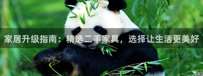 龙八国际更新