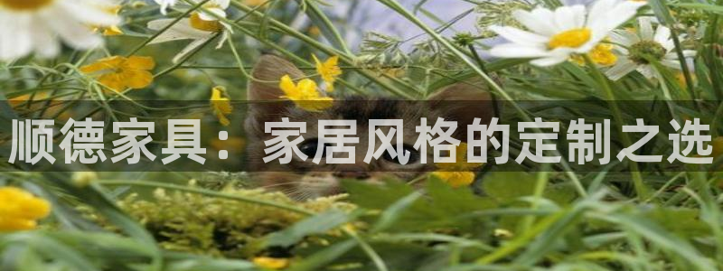 龙八国际不支持苹果手机